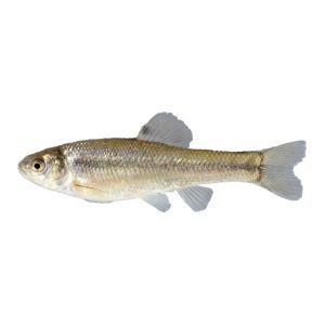 Fathead Minnow