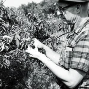 Granville Smith, SCS field Biologist examining Gray Dogwood planting at Richland Fish & Game Farms#2-0001
