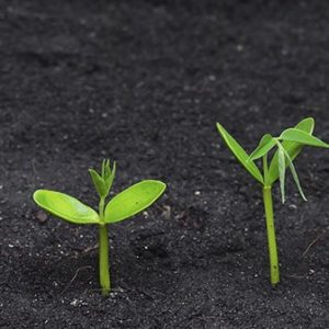 Growth
