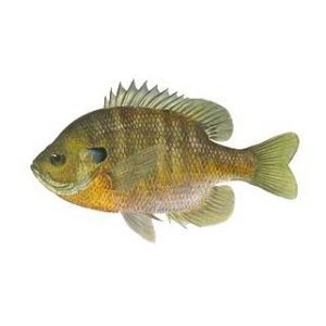 HybridBluegill