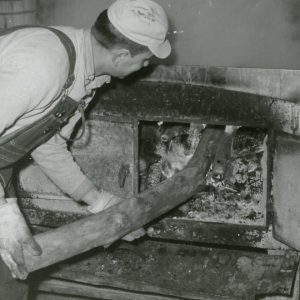Making Maple Syrup-Adding fuel to the fire (photo my Robert Mills)