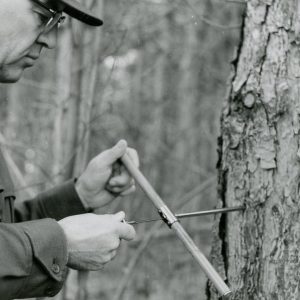 Making Maple Syrup-Boring a Hole for Tree Tap (photo by Robert Mills)-001