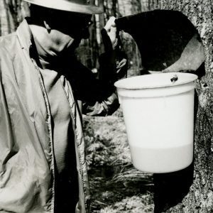 Making Maple Syrup-Checking a Sap Bucket (photo by Robert Mills–002