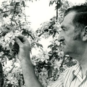 Man examining flowering tree-0001