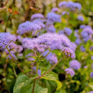 Native Short Grass and Wildflower Mix Seed Packet