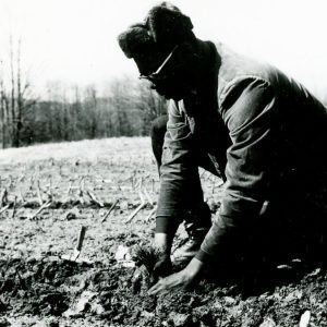 Planting Seedlings by Hand (photo by Robert Mills)