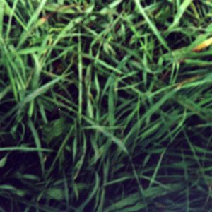 Pond Clinic #1-website