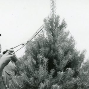 Pruning Christmas Tree (photo by Robert Mills)