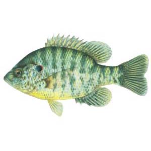 RedearSunfish