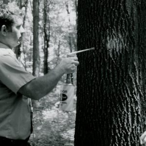 Spraying a Tree Trunk (photo by Robert Mills)