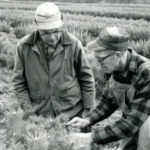 Two men examining trees-website
