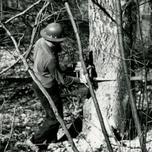 Using a Chainsaw to Cut Down a Tree (photo by Robert Mills)