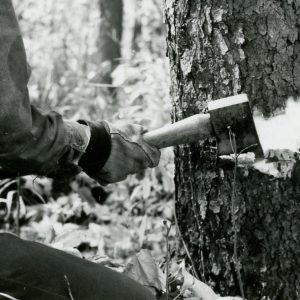 Using an Axe to Girdle a Tree (photo by Robert Mills)