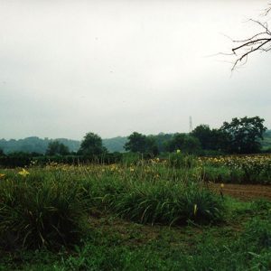 Wade & Gatton Nursery #10-website