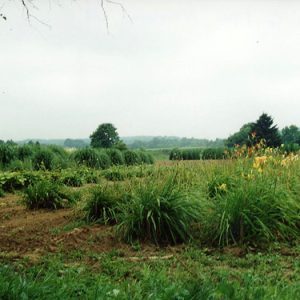 Wade & Gatton Nursery #11-website