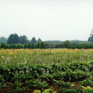 Wade & Gatton Nursery #13-website