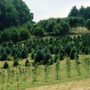 Wade & Gatton Nursery #17-website