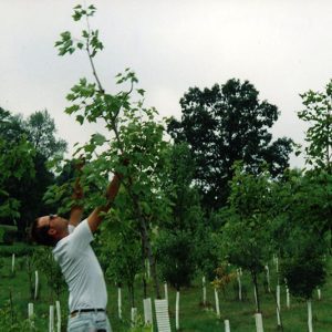 Wade & Gatton Nursery #19-website