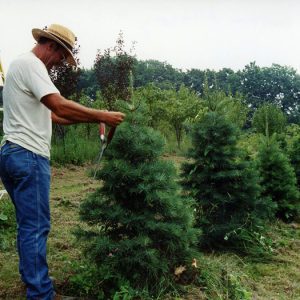 Wade & Gatton Nursery #8-website
