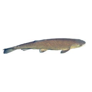 WhiteAmur