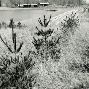 Windbreak#2-website