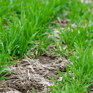 Cover Crop
