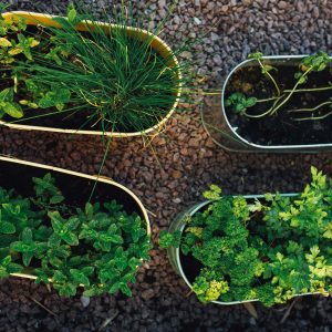Herb Image for Website Slider