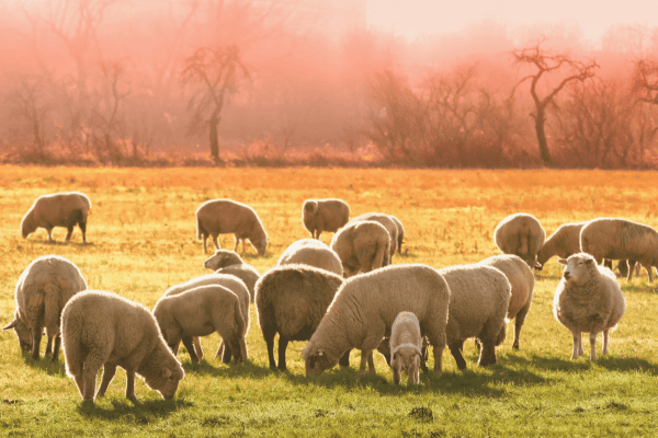 Sheep in a prairie at sunset 