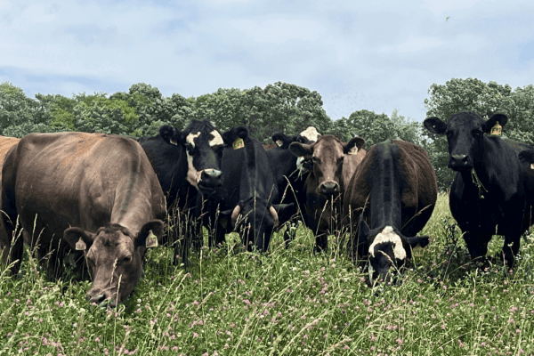 Cows in a pasture grazing 