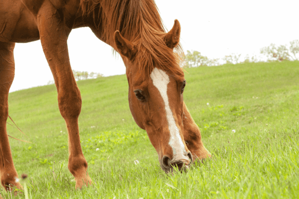 A brown horse with a white stripe down its nose eating grass in a pasture. 