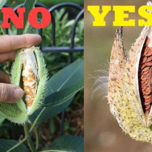 Milkweed Pods