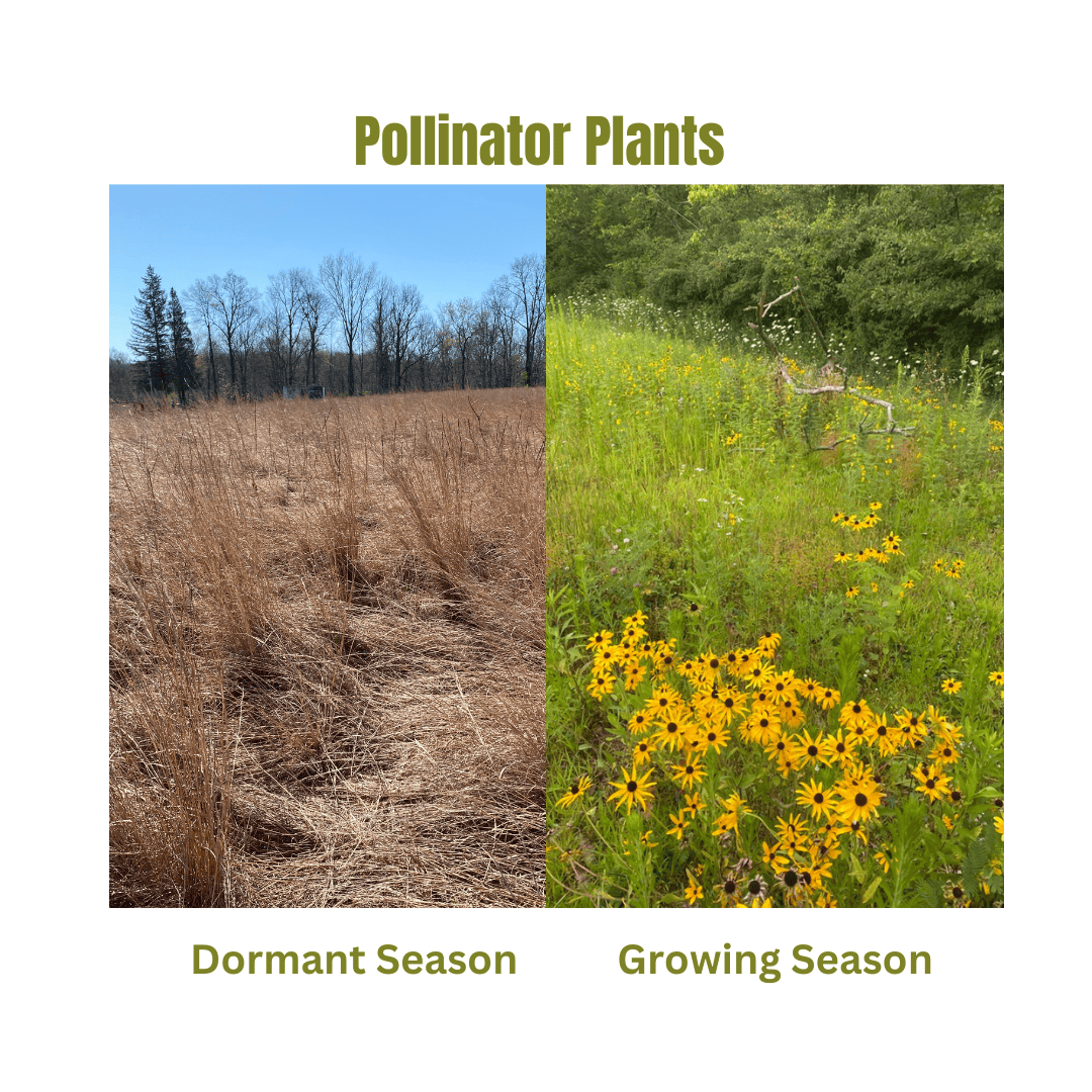 Two photos of pollinator plants. In one photo, all the plants are dead or dormant. The only color is the blue sky. The other photo is the growing season. There is thick, green vegetation and black eyed Susan's in bloom.