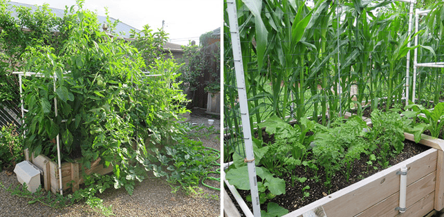 Sub-irrigated planter made of wood and PVC pipes.