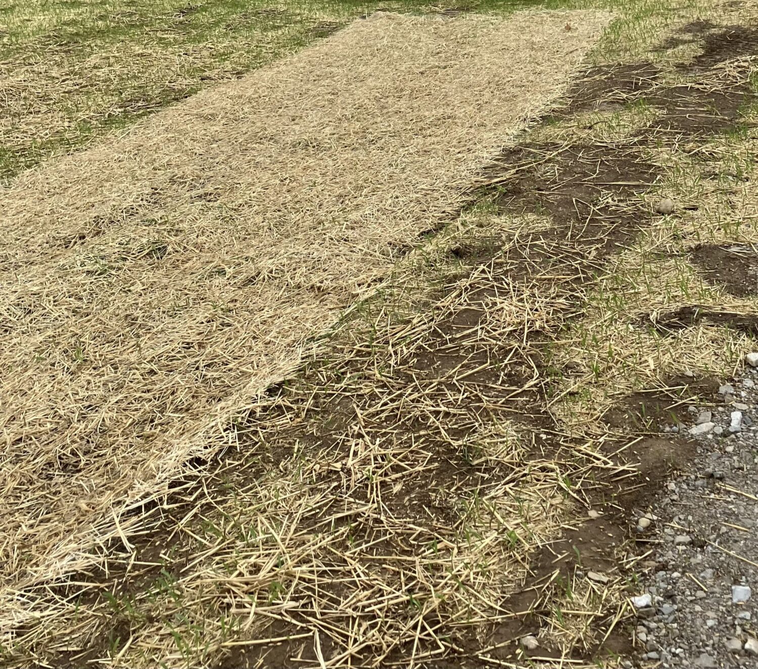 An erosion control blanket laid over bare soil.