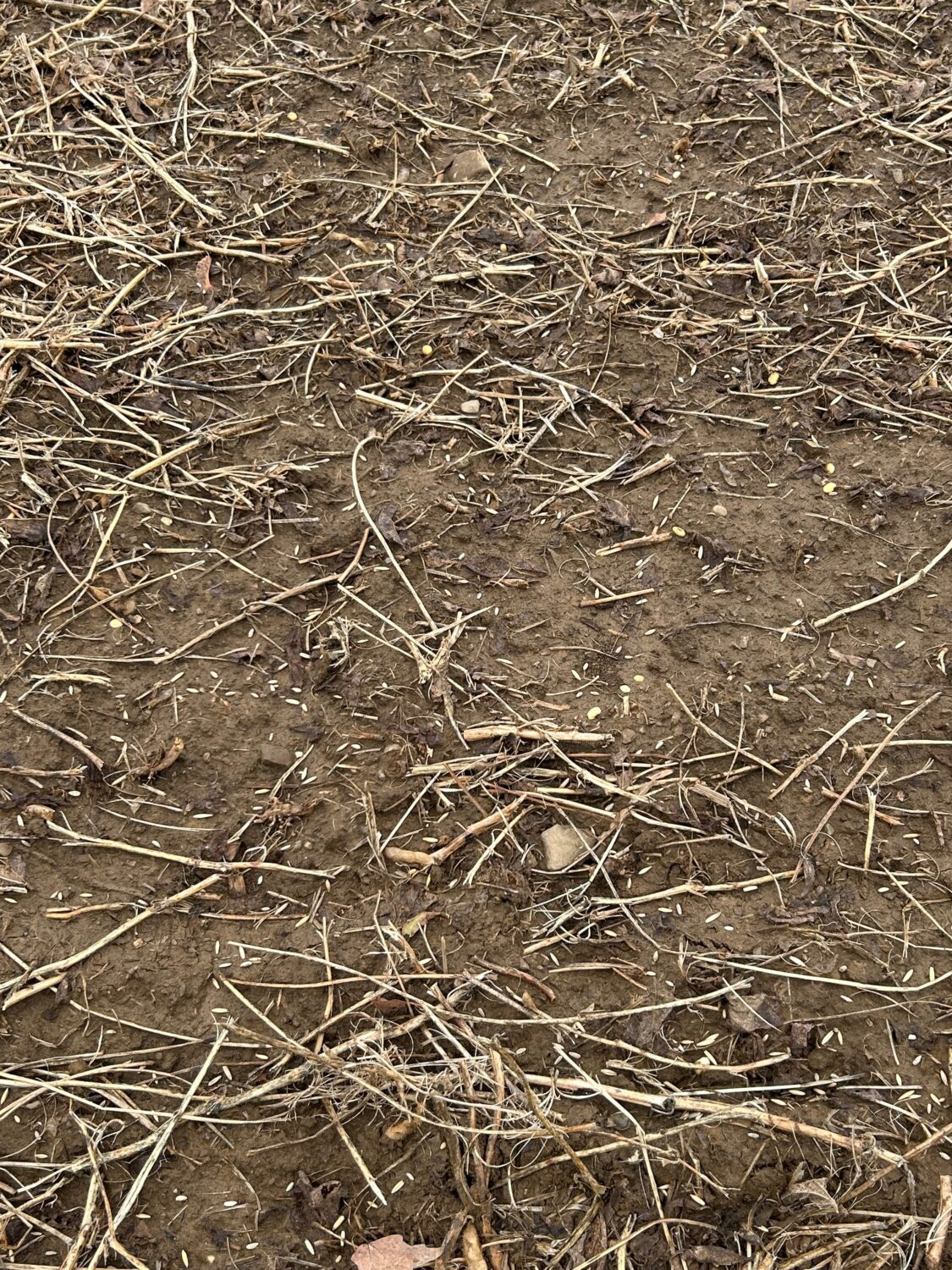Close up of the field freshly sown with rye and oats.