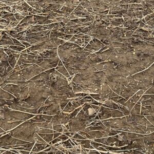 Seed on Ground