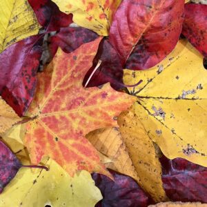 leaves 2
