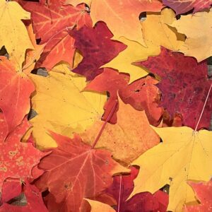 leaves1