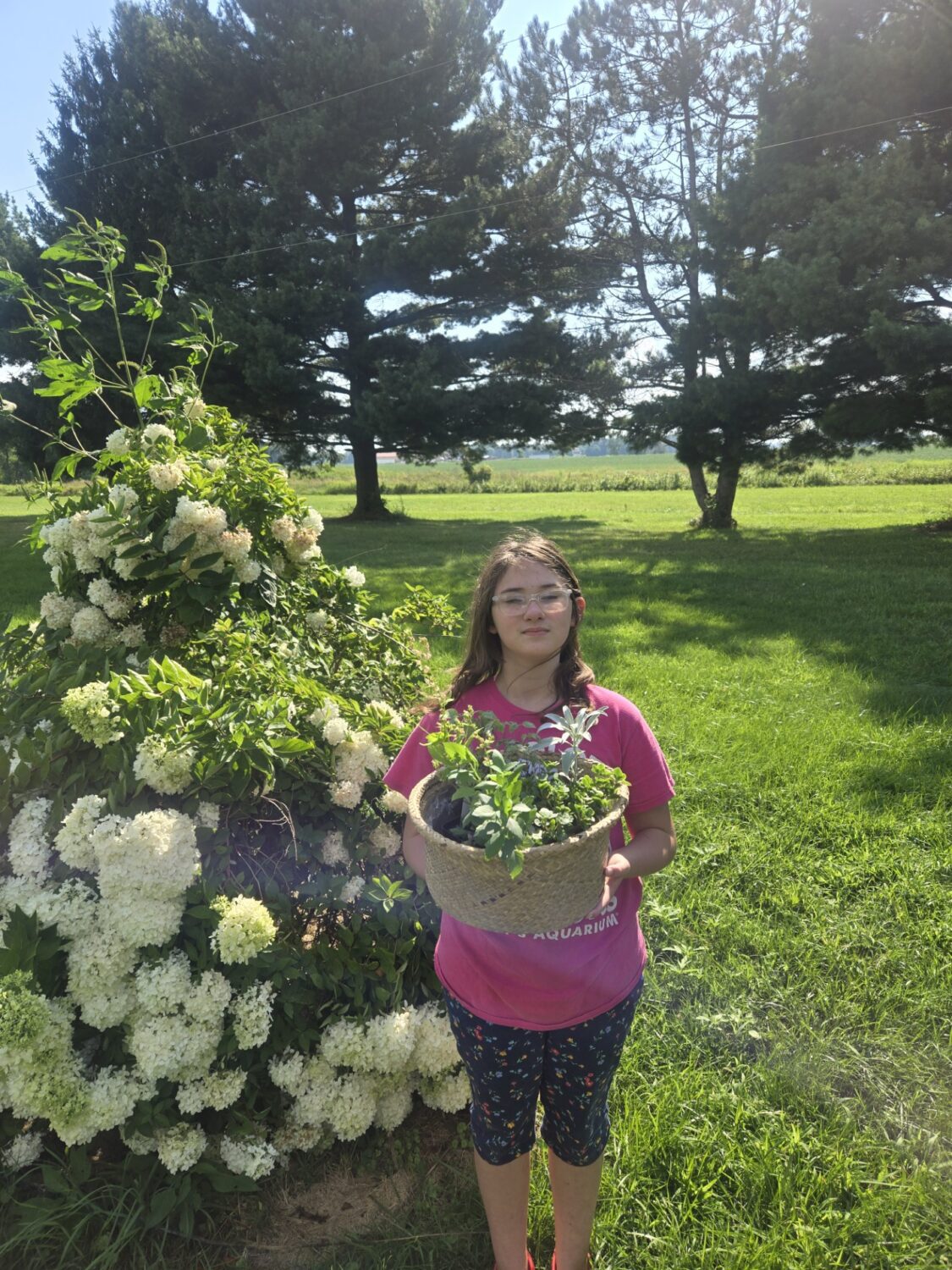 A girl holding a basket of native plants next to a blooming hydrangea bush