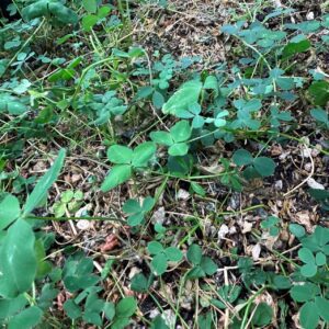 Cover Crop Mulch