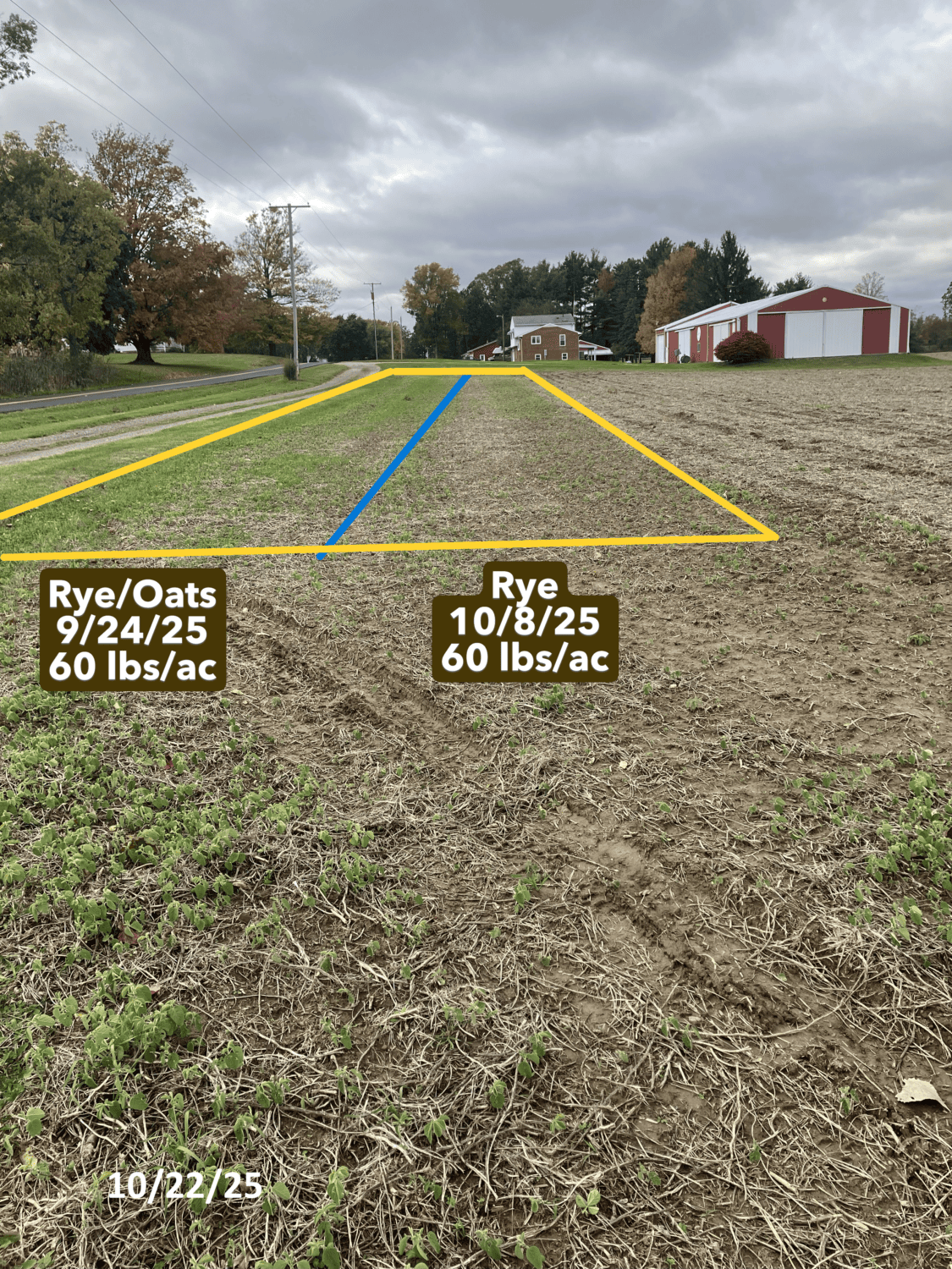 Cover crop plots outlined in a yellow. A blue line separates the rye from the oats. 