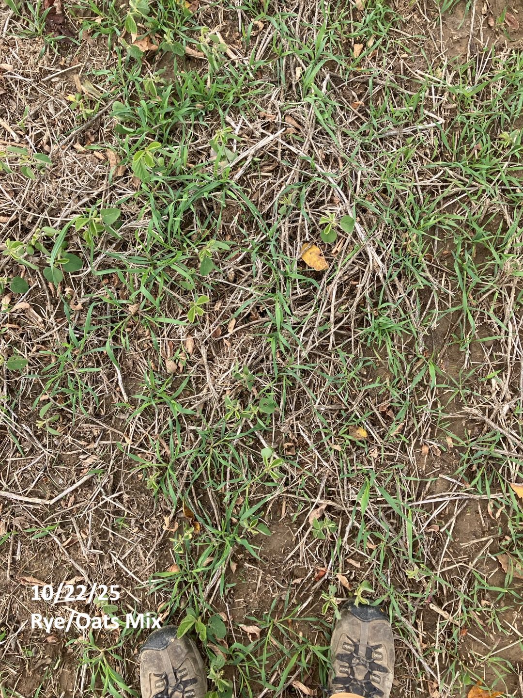 Close-up of rye and oats that recently germinated 