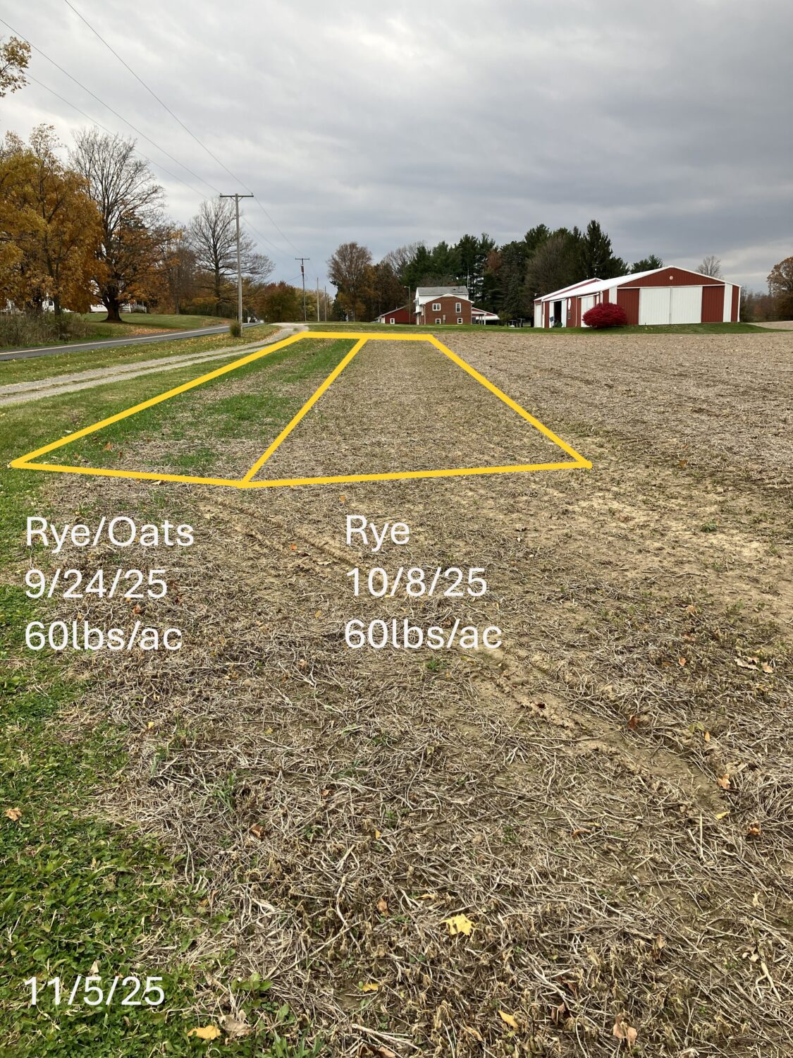 Cover crop plots outlined in a yellow. A yellow line separates the rye from the oats. 