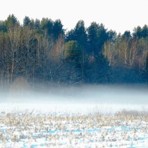 frozen field