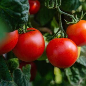 kathas_fotos-tomatoes-5566741_1280