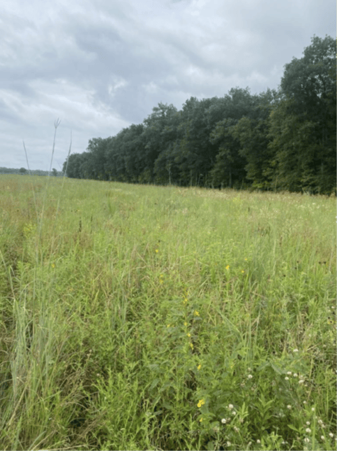 An herbaceous buffer near a wooded area. Many green grasses and forbs are growing next to the woods instead of a crop field.
