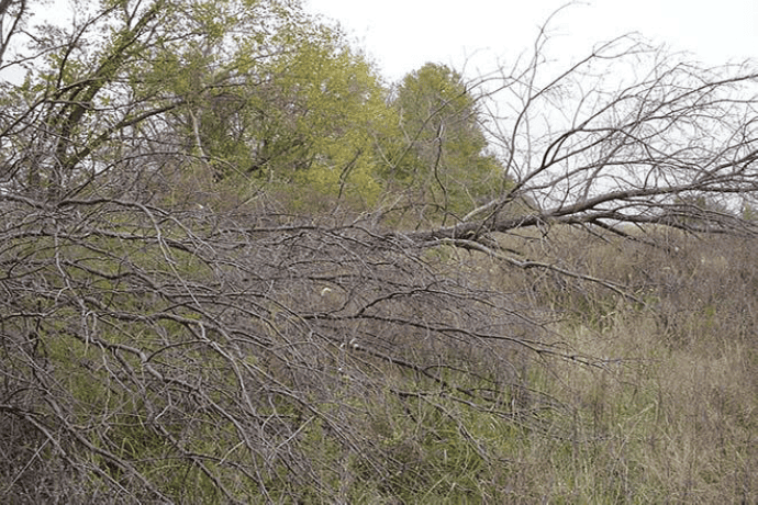 A feathered edge with a fallen or cut down tree.