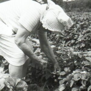 1935 Woman Picking Strawberries on Farm Field