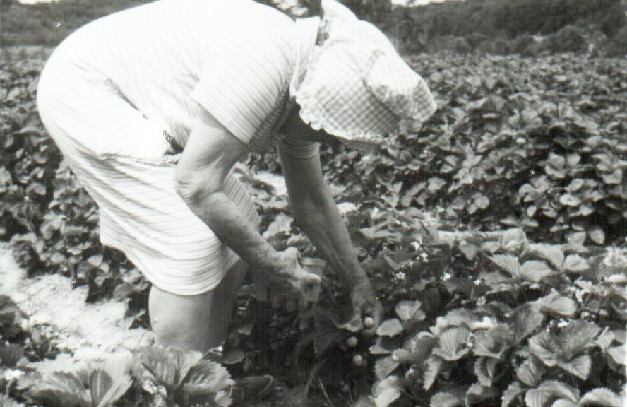 1935 Woman Picking Strawberries on Farm Field
Photo ID#: A867