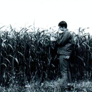 Corn Field